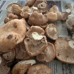 Rhodocybe truncata