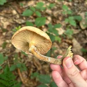 Honey Mushroom