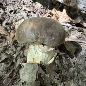 Boletus aereus
