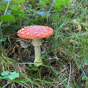 Fly Agaric