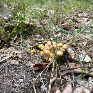 Honey Mushroom