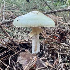Gelber Knollenblätterpilz