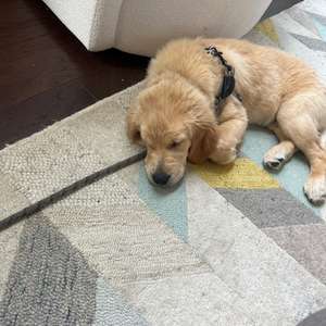 Retriever (Golden)