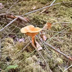 Falscher Pfifferling