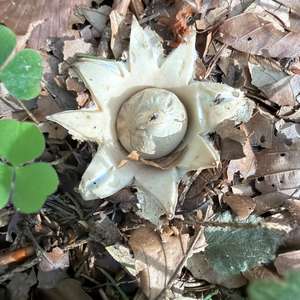 Sessile Earthstar