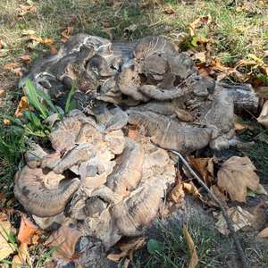 Black-staining Polypore