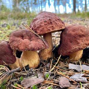 Steinpilz