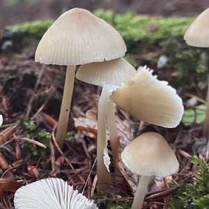 Rosablättriger Heimling