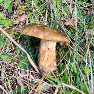 Olivbrauner Milchling