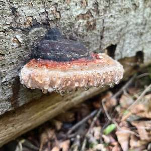 Red-belted Polypore