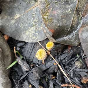 Unknown Species