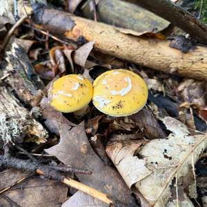 Gemmed Amanita