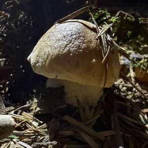 King Bolete