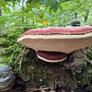 Red-belted Polypore