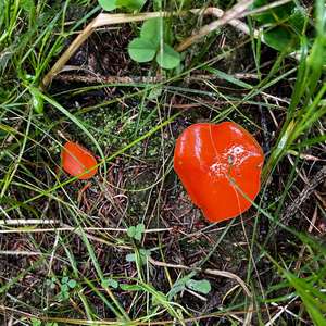 Orange-Becherling