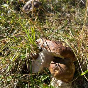 King Bolete