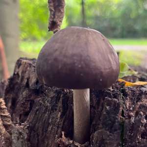 Fawn Mushroom