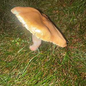 Agaricus impudicus