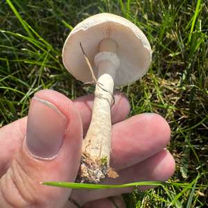 Leucoagaricus holosericeus