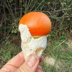 Caesar´s Mushroom
