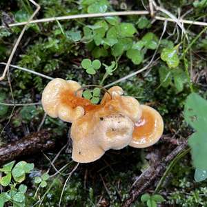 False Chanterelle