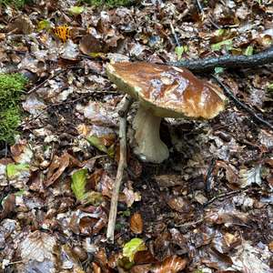 Steinpilz