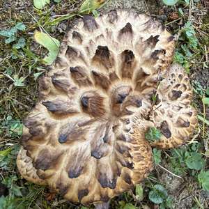 Unknown Species