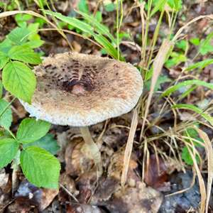 Parasol Mushroom