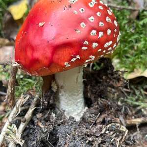 Fliegenpilz