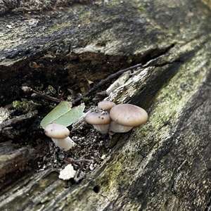 Oyster Mushroom