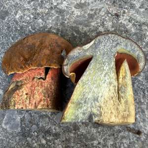 Flockenstieliger Hexenröhrling