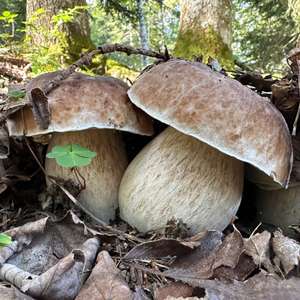 King Bolete