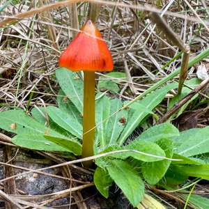 Conical Waxy-cap