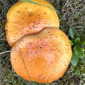 Unknown Species