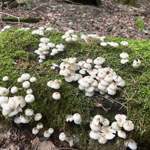 Unknown Species