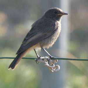 Black Redstart
