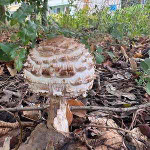 Garten-Riesenschirmling