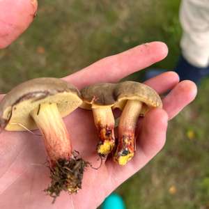 Unknown Species