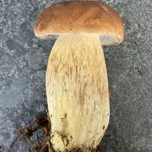 Steinpilz