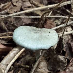 Anise-scented Clitocybe