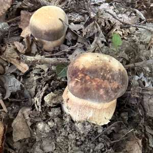 Schwarzhütiger Steinpilz