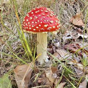 Fliegenpilz