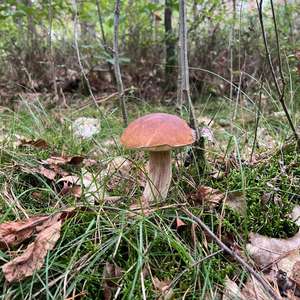 Sommer-Steinpilz