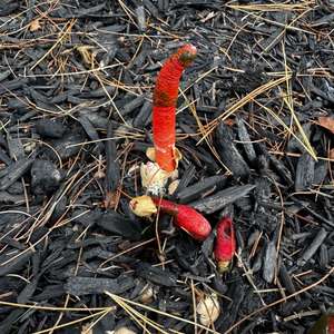 Ravenel`s Stinkhorn