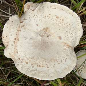 Cracking Clitocybe