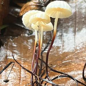 Unknown Species