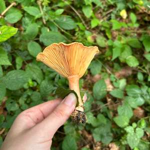 Unknown Species