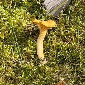 Chanterelle, Common