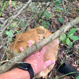 King Bolete
