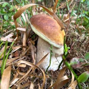 King Bolete